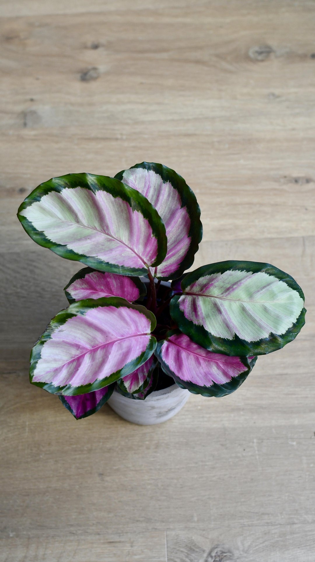 Calathea Roseopicta Rosy | Rose painted Calathea