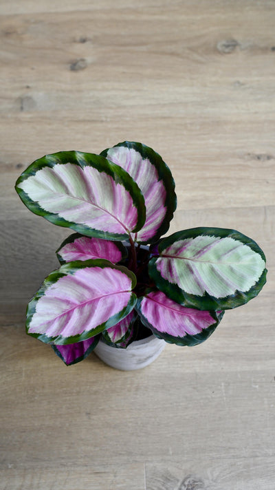 Calathea Roseopicta Rosy (Rose painted Calathea)