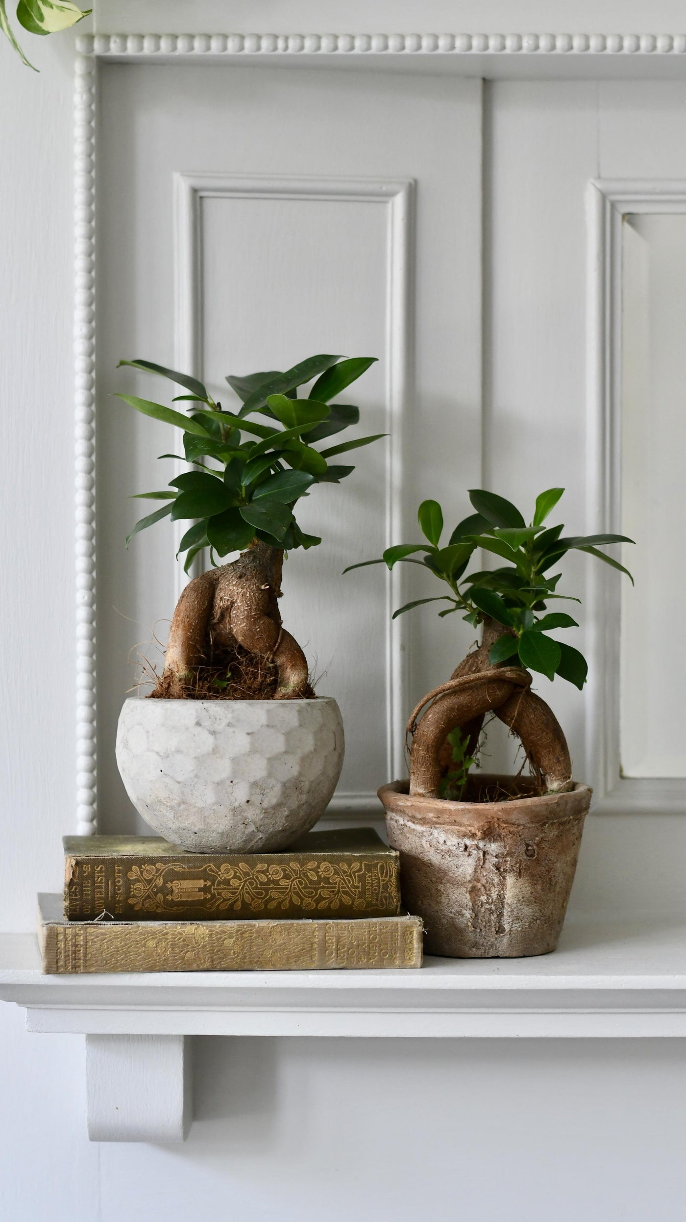 Ficus Retusa (Ginseng Bonsai Tree)