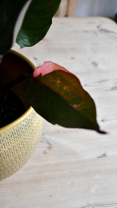 Philodendron Pink Princess