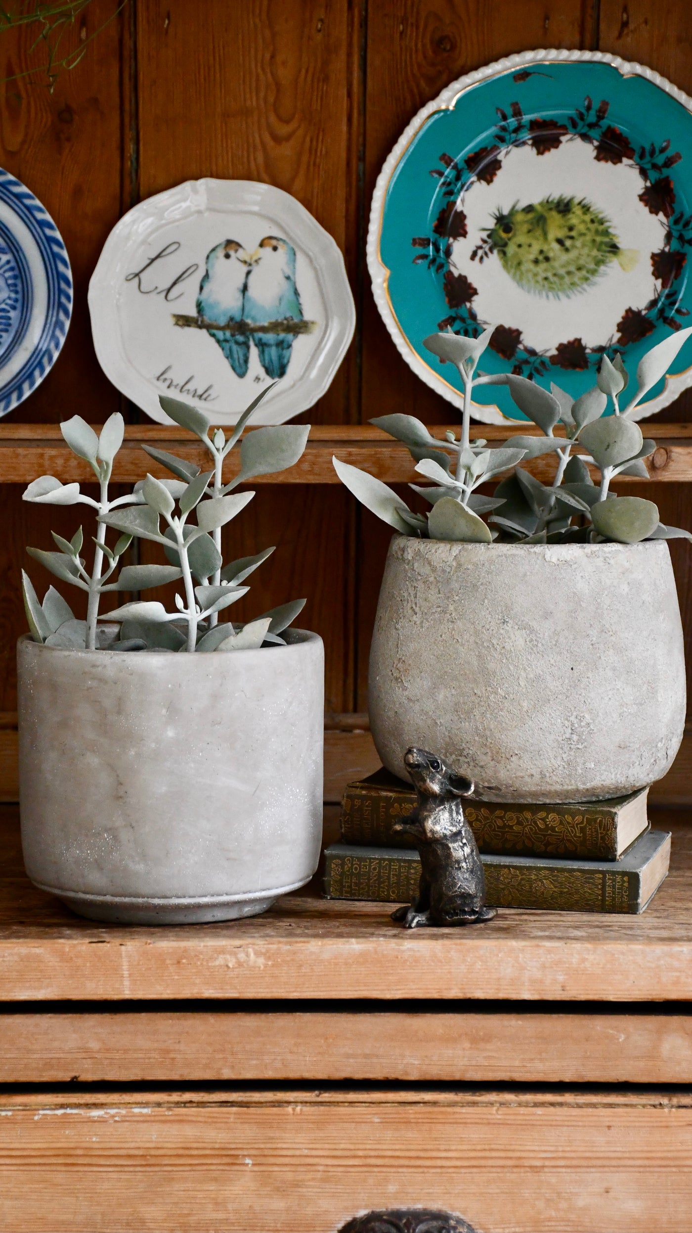 Kalanchoe Bracteata (Silver Teaspoons Plant)