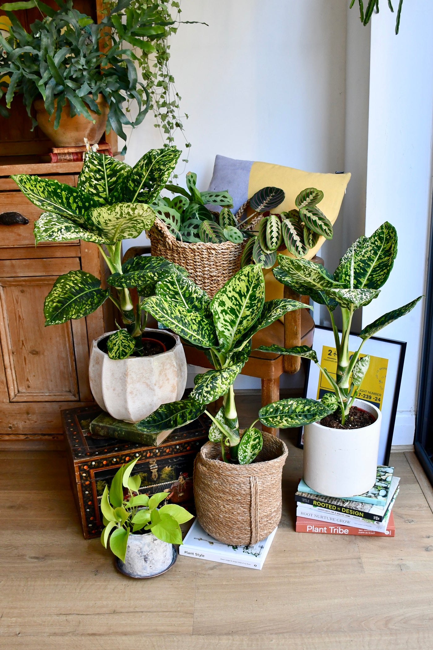 Dieffenbachia Reflector (Dumb Cane)