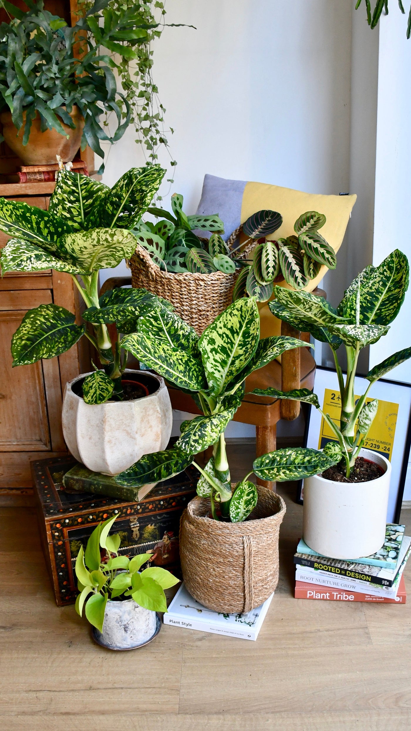 dieffenbachia reflector rare Dieffenbachia Reflector | Dumb Cane