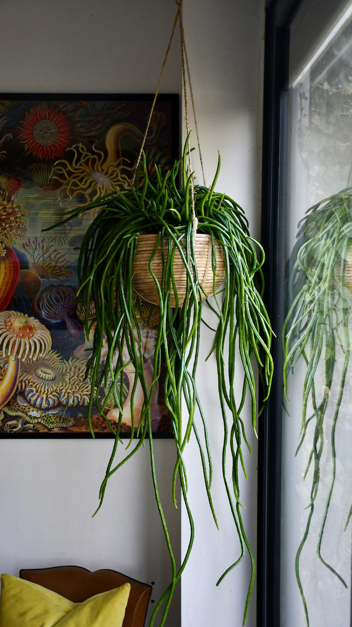 Rhipsalis Lumbricoides | Rare Indoor Plants