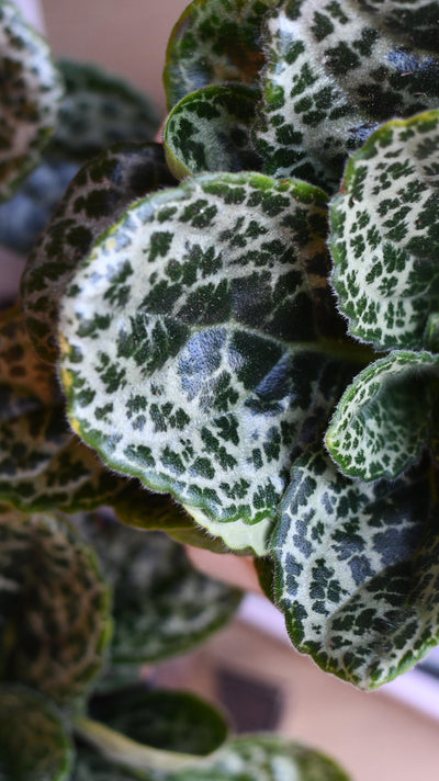 Streptocarpus Pretty Turtle