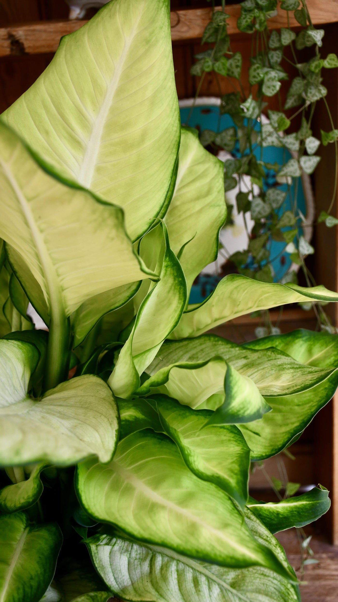 Dieffenbachia Summer (Dumb cane or Leopard Lily)