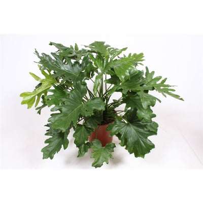 Philodendron bipinnatifidum or Selloum 'Cum Laude'