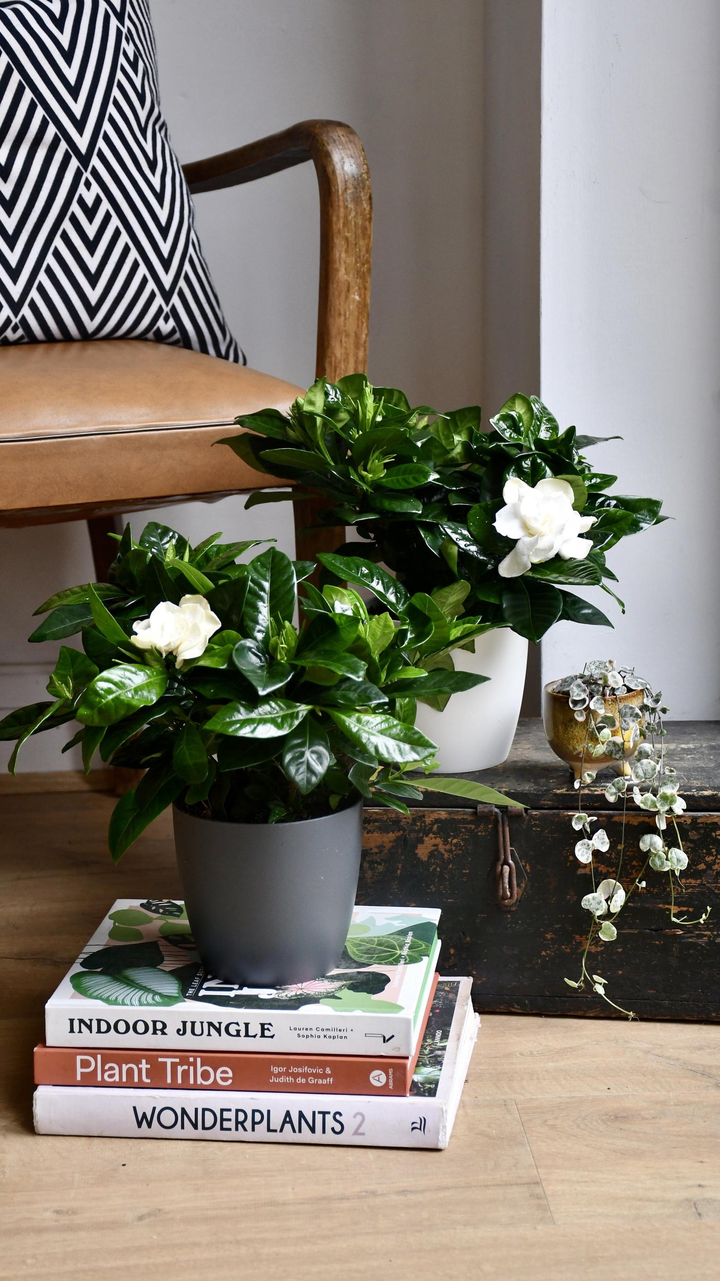 Gardenia Jasminoides (White Jasmine)