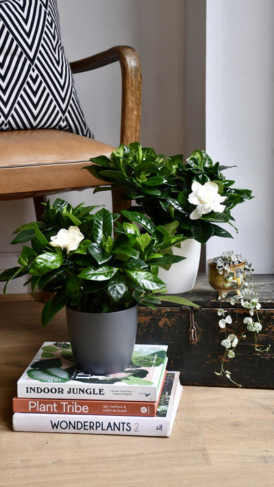 Gardenia Jasminoides (White Jasmine)