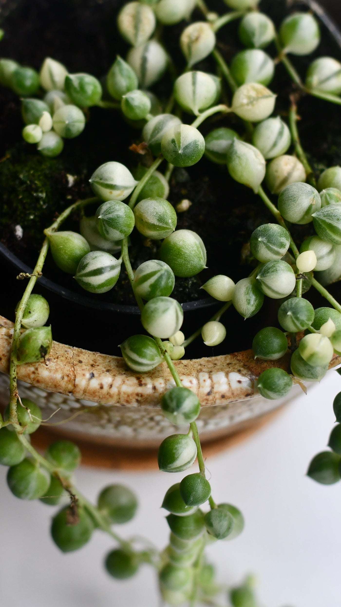 Variegated String of Pearls