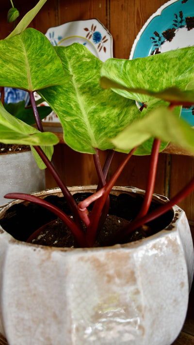 Philodendron Painted Lady