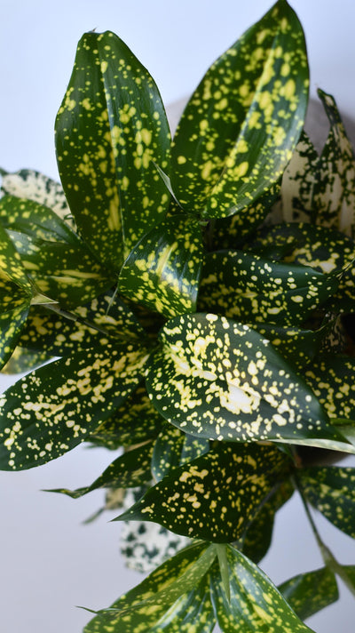 Dracaena Surculosa 'Florida beauty' or Gold Dust