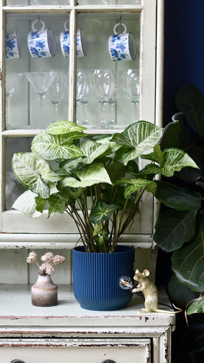 Syngonium White Butterfly and Vibes Pot