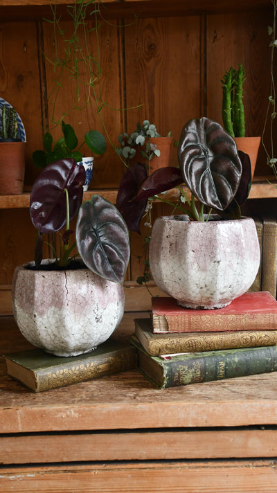 Alocasia Red Secret