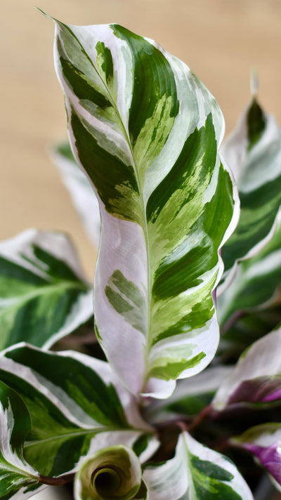 Calathea White Fusion