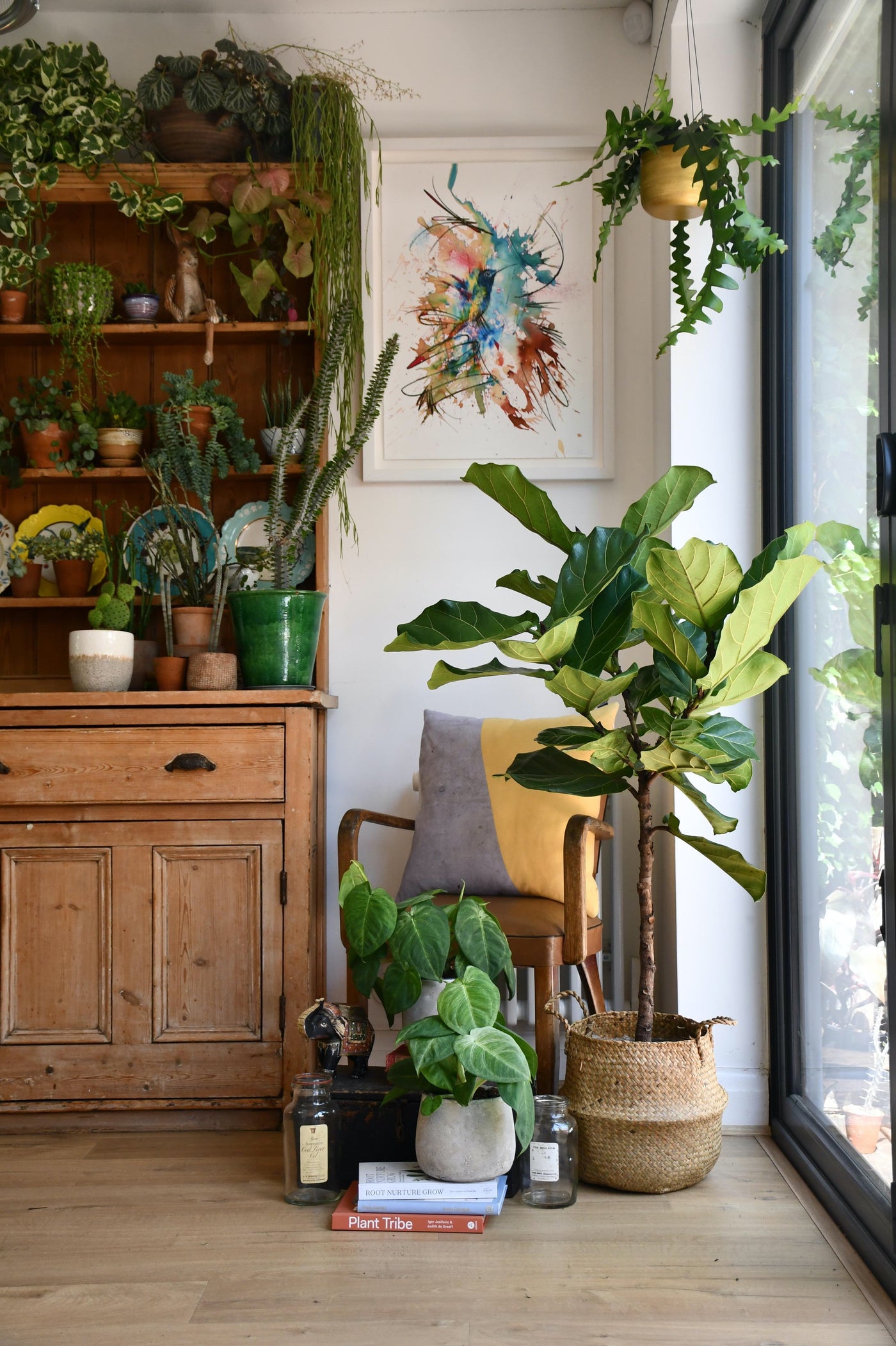 Ficus Lyrata Tree (Fiddle Fig Tree)
