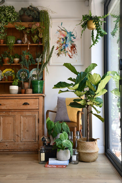 Ficus Lyrata Tree (Fiddle Fig Tree)