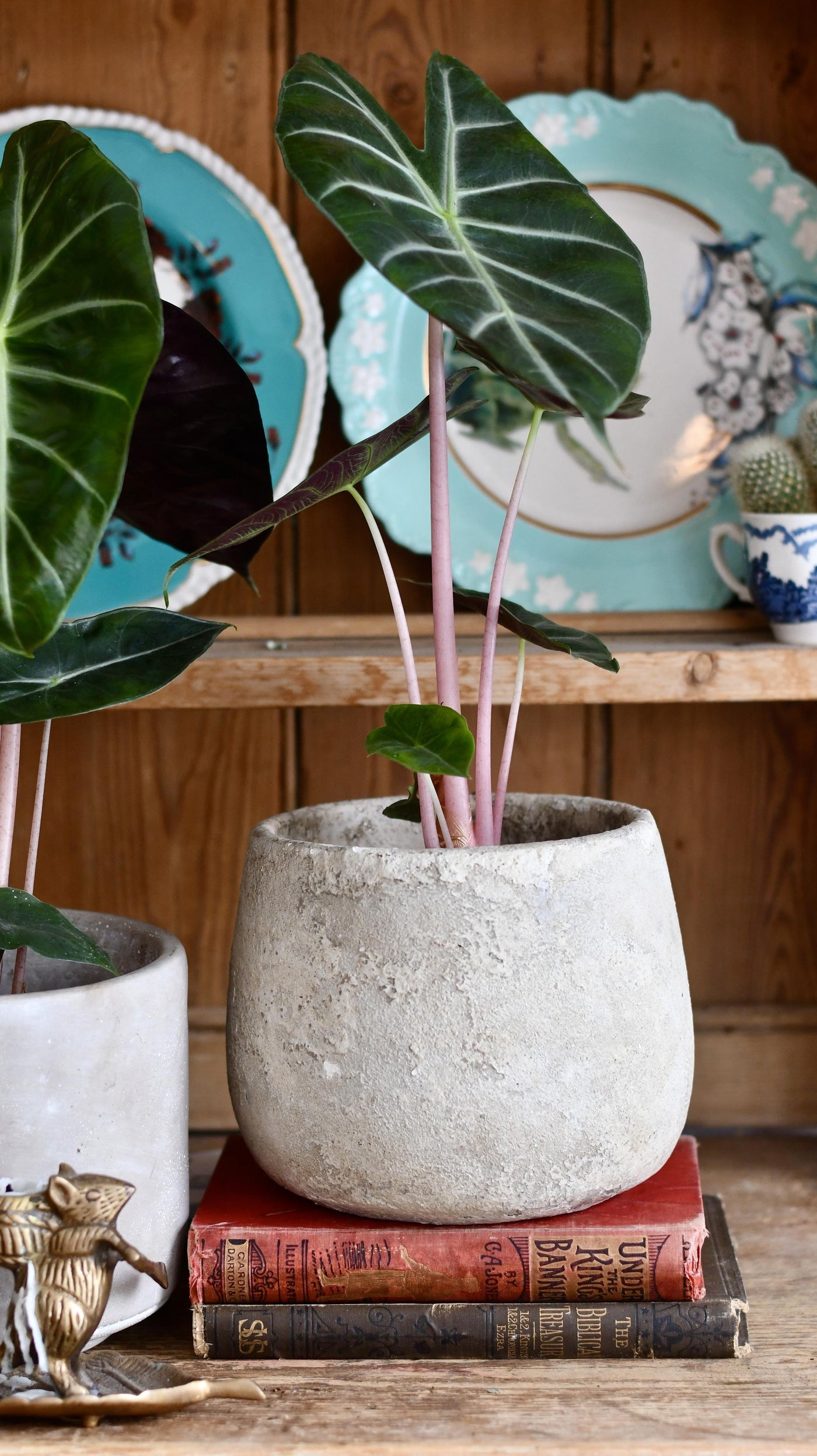 Alocasia Calidora (Pink Dragon Alocasia)