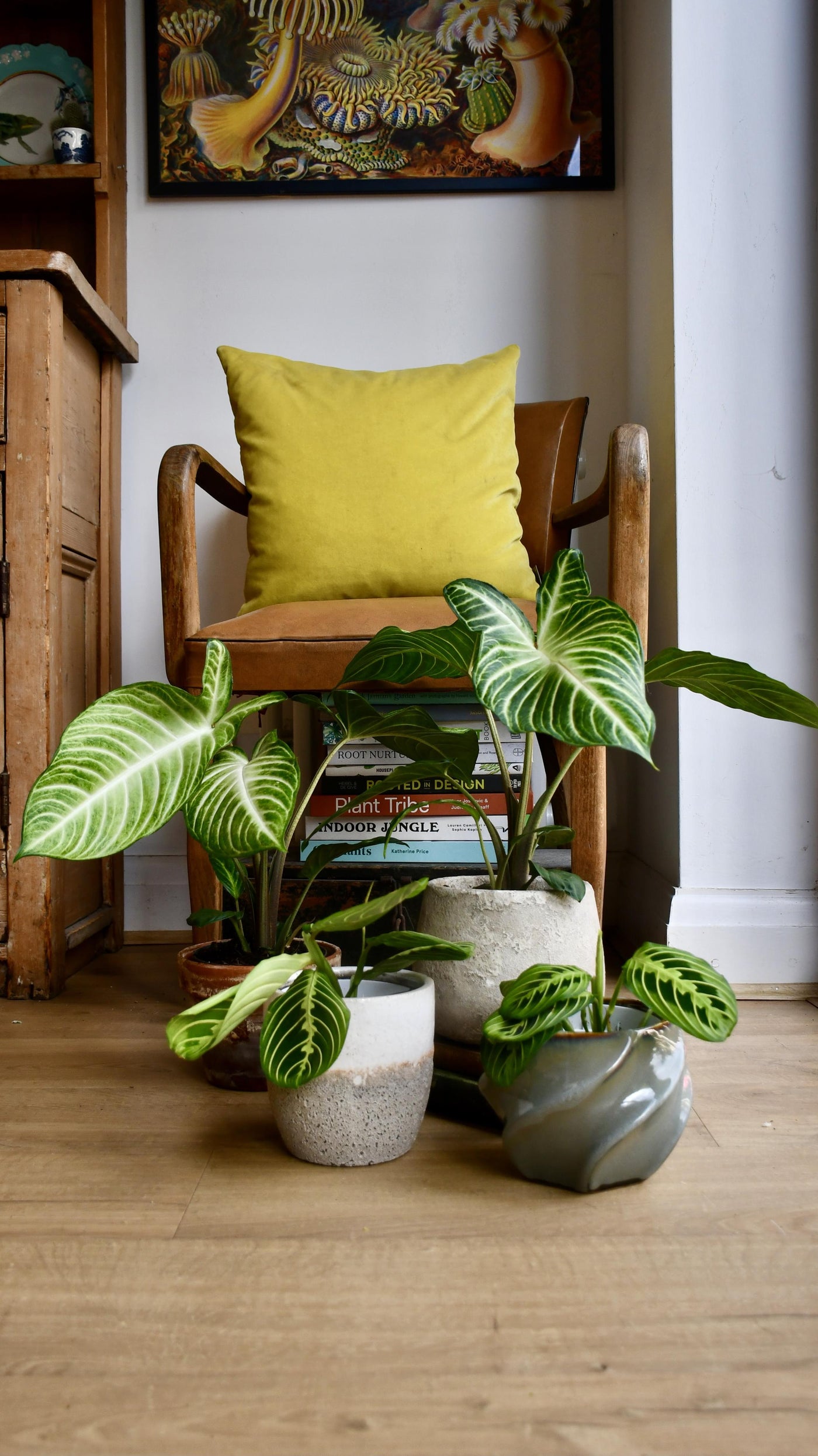 xanthosoma house plant Xanthosoma Lindenii *rare* – Happy Houseplants
