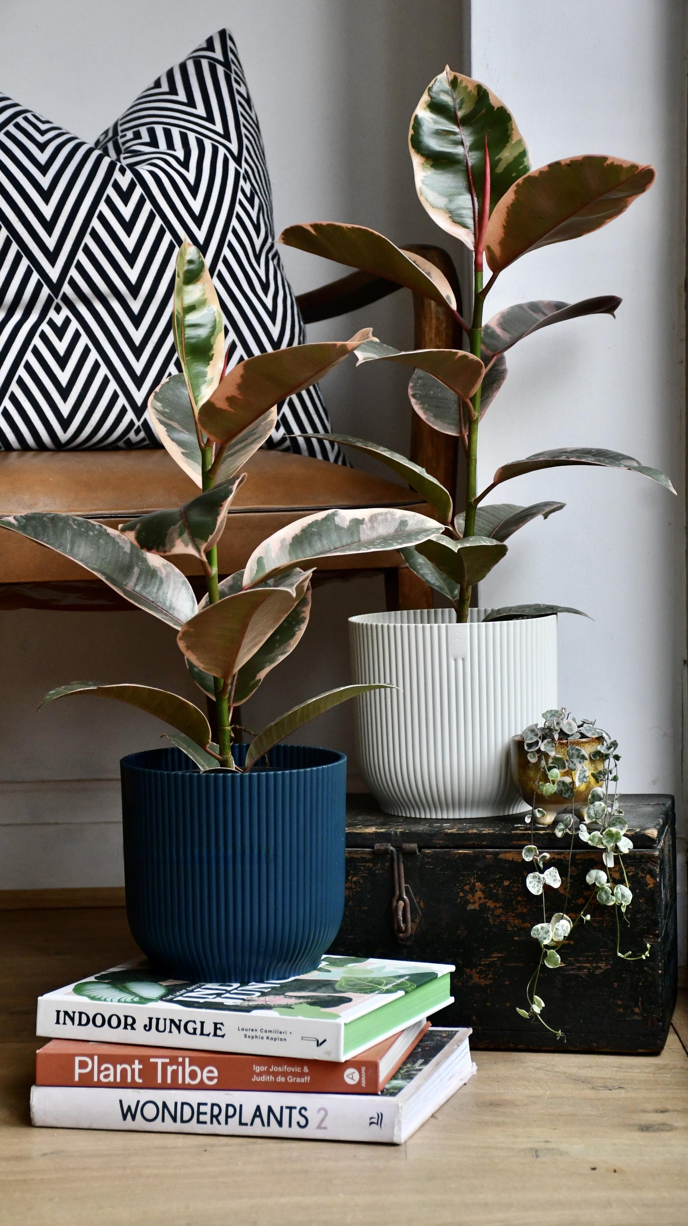 Ficus Elastica 'Belize' - Variegated Rubber Plant