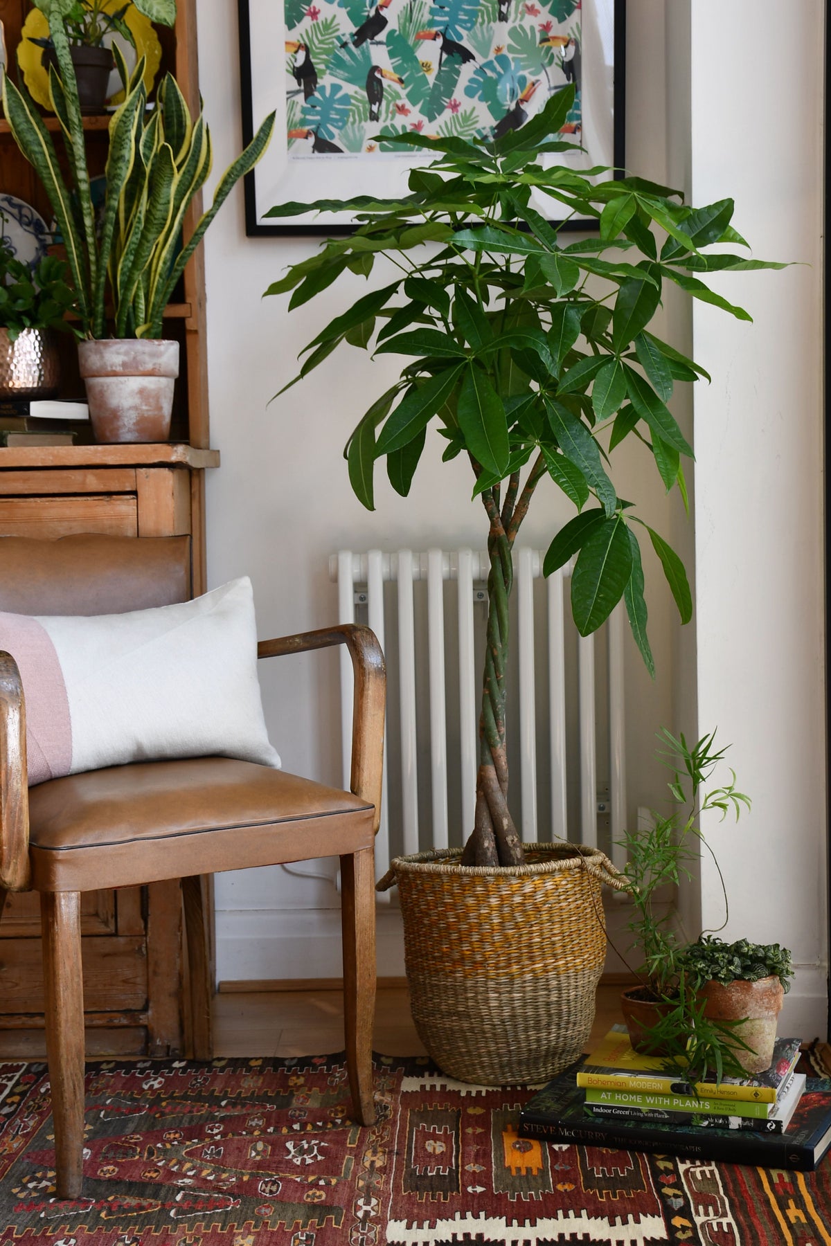 Braided Mexican Money Tree | Pachira Aquatica | Happy Houseplants ...