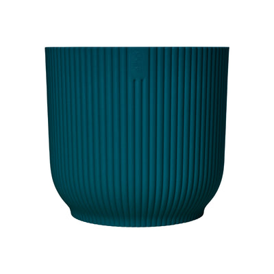 Aspidistra Elatior (Cast Iron Plant)