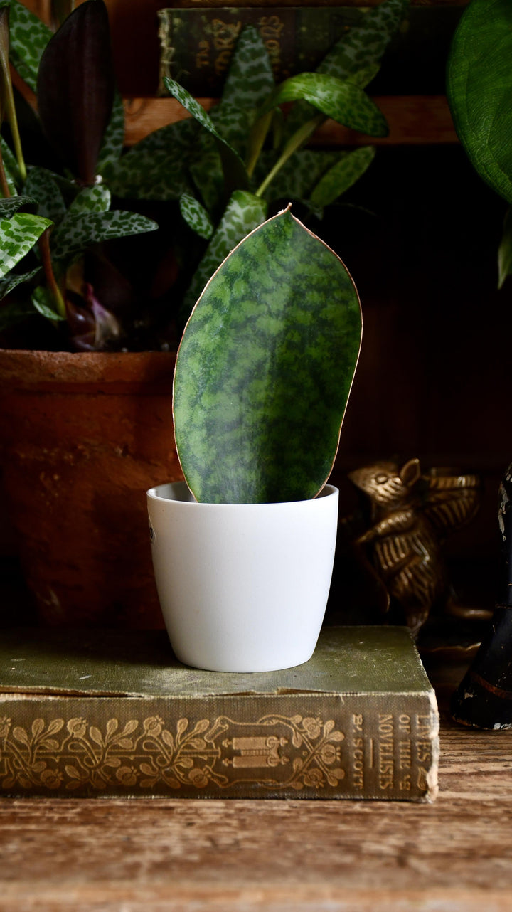 sansevieria victoria care Small Sansevieria Victoria | Snake Plant