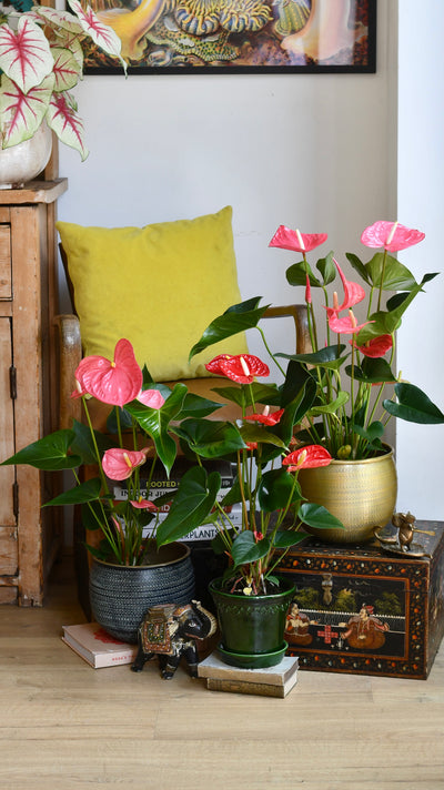Anthurium Andraeanum (Flamingo Flower)