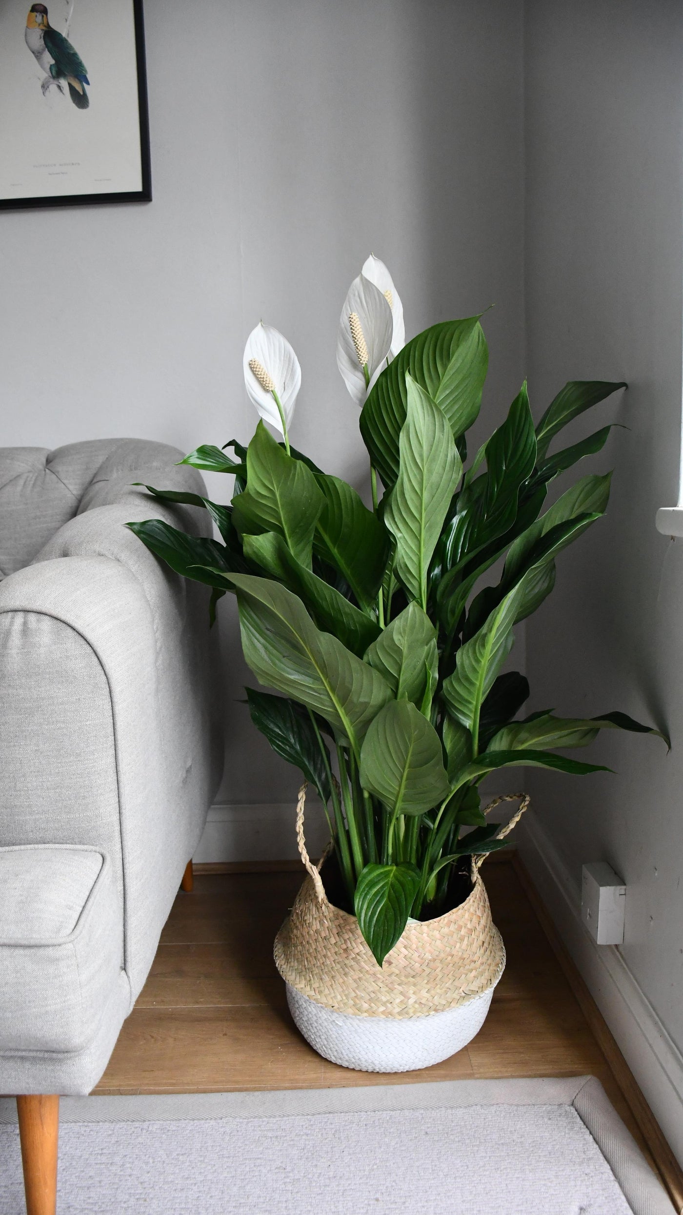 XL Spathiphyllum, Peace Lilly