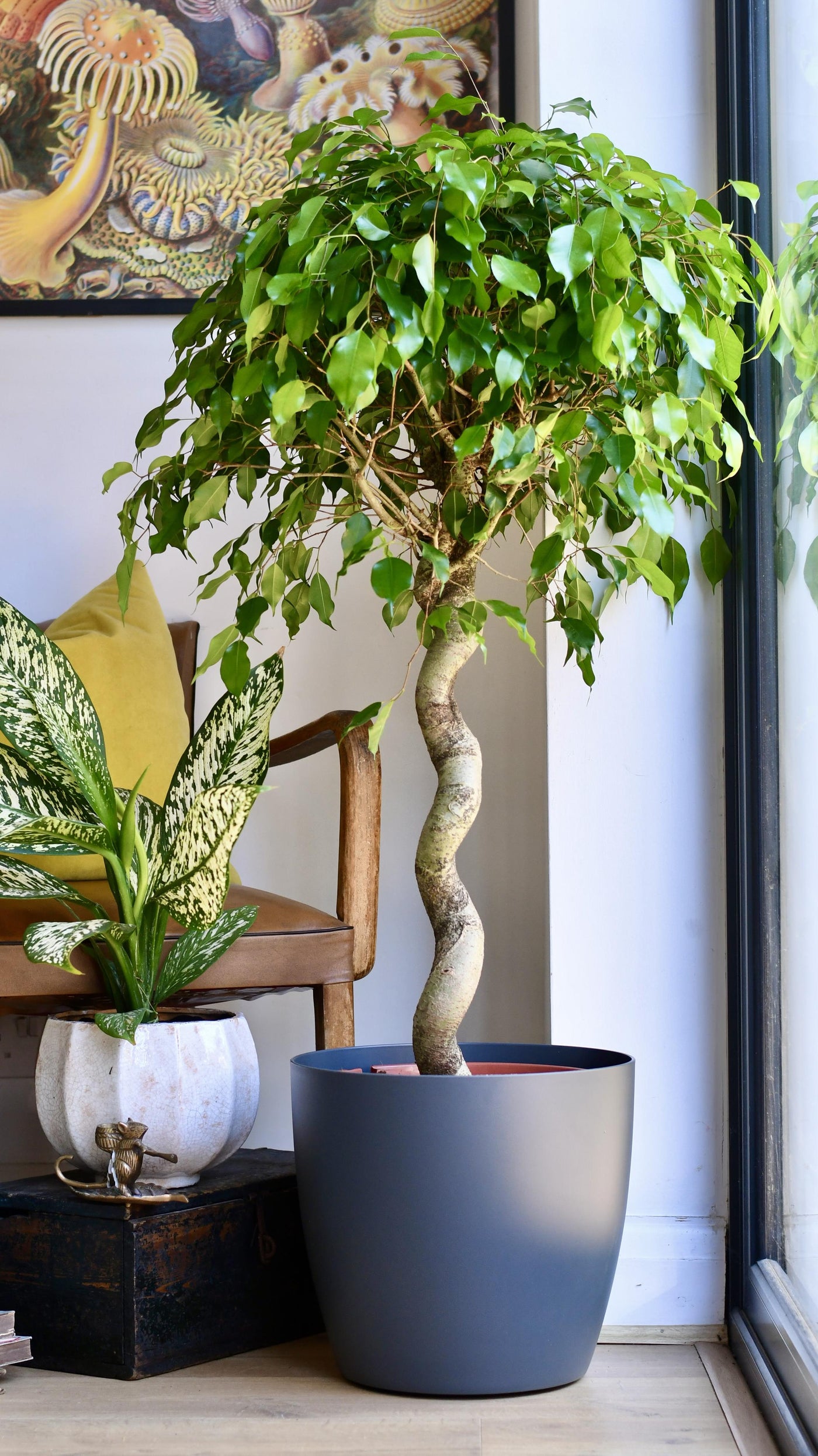 Ficus Exotica Spiral (Weeping Fig, Ficus Benjamina)