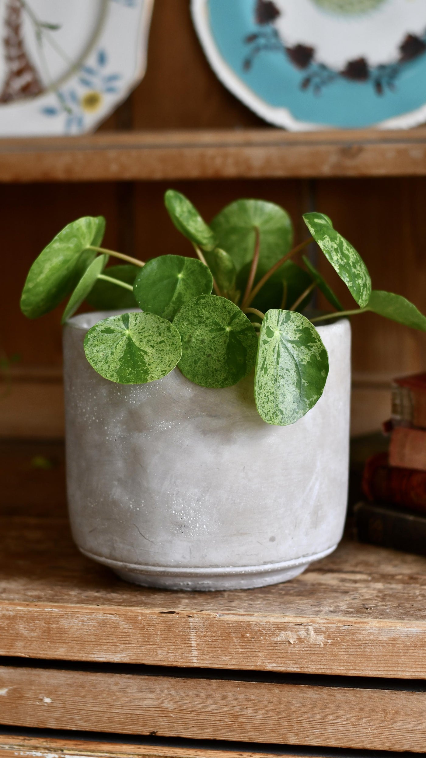 Pilea Mojito -  Variegated Pilea Peperomioides *very rare*