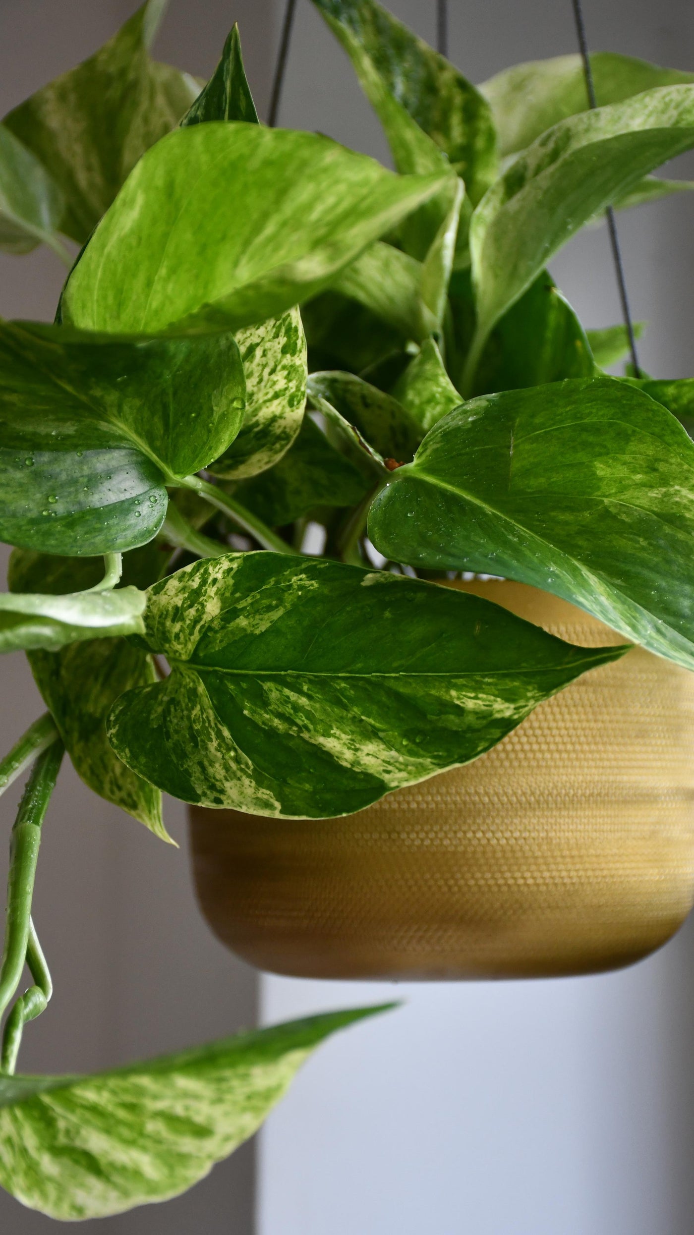 Scindapsus Marble Queen | Pothos | 30cm hanging pot plant