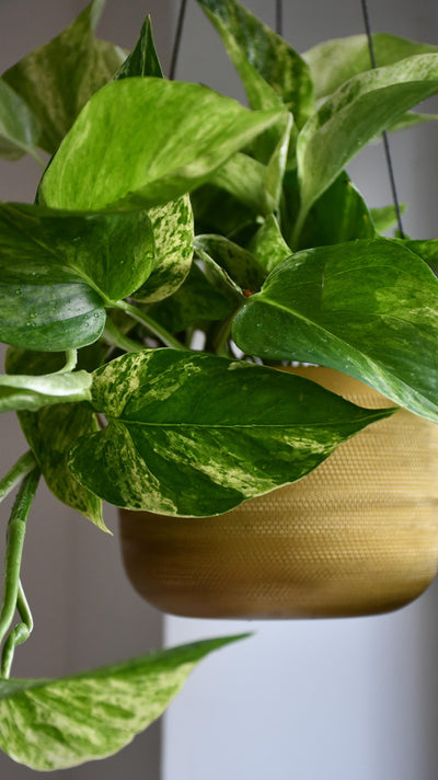 Scindapsus Marble Queen | Pothos | 30cm hanging pot plant