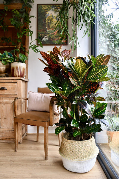 Large Codiaeum Petra (Croton Plant)