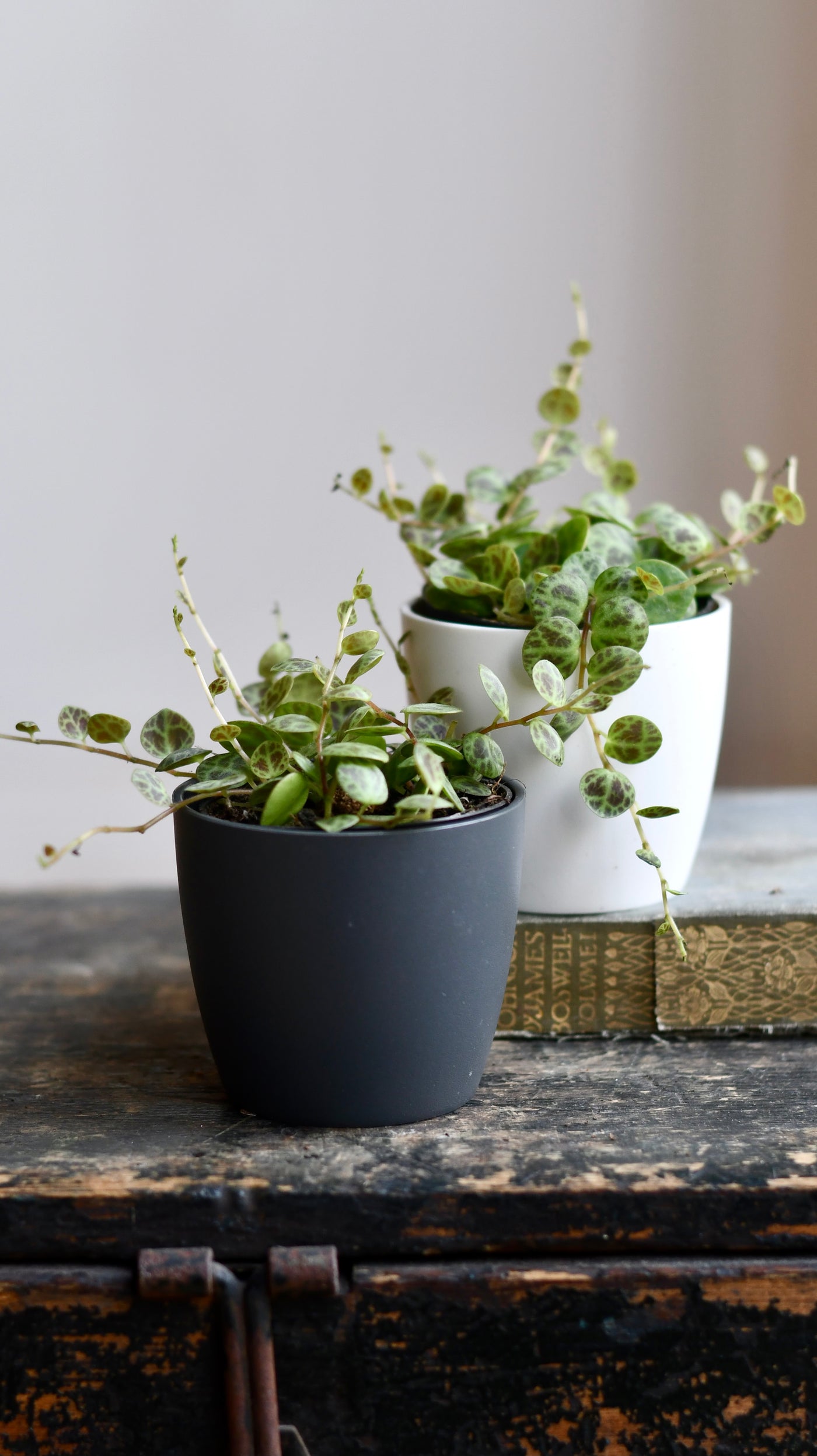 String of Turtles (Peperomia prostrata, turtles on a string)