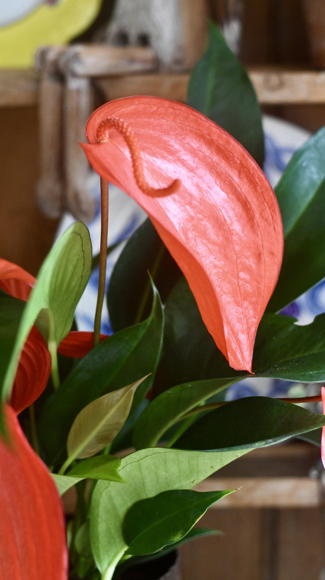 anthurium scherzerianum christine Anthurium Scherzeria 'Christine'