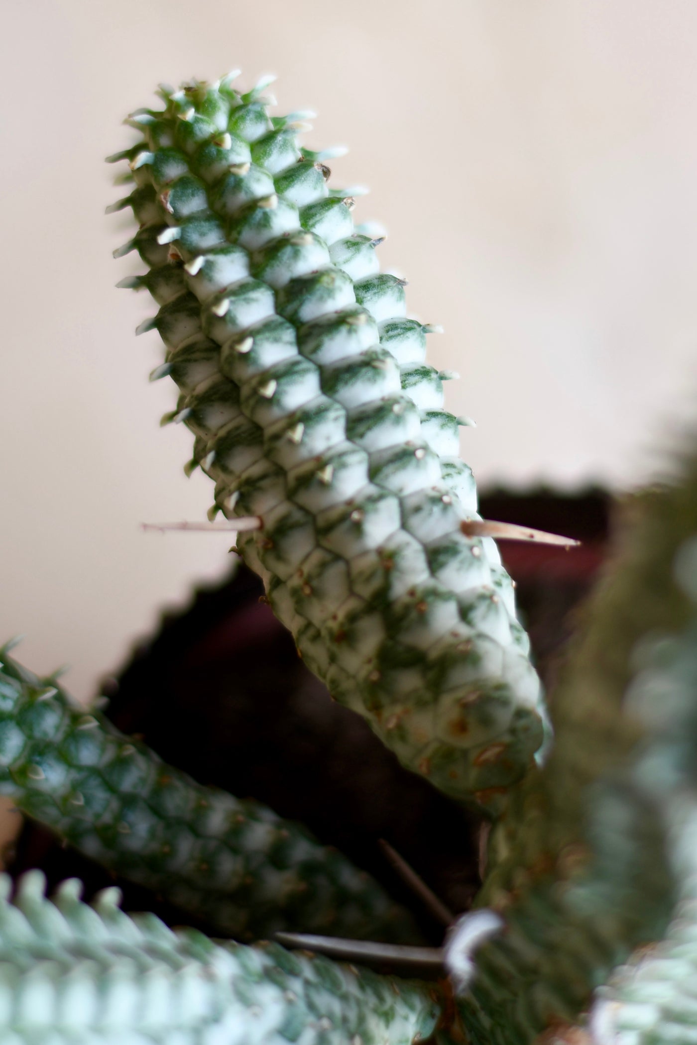 indian corn cob succulent Euphorbia Mammillaris variegata