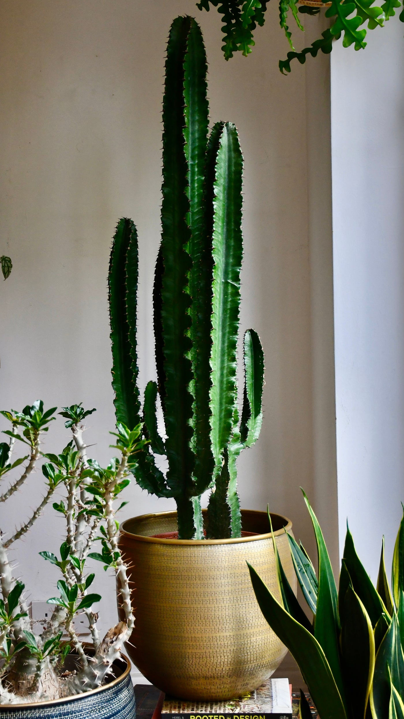 Tall Euphorbia Cactus | Large Cactus | Happy Houseplants – Happy ...