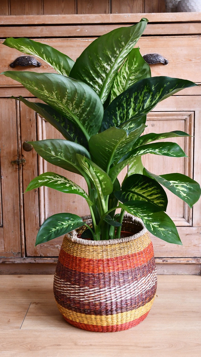 Dieffenbachia Tropic Snow (Dumb Cane)