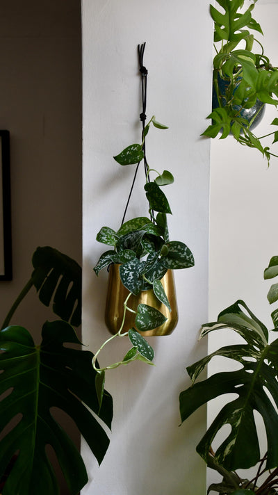 Scindapsus Pictus Argyraeus & Brass Hanging Planter