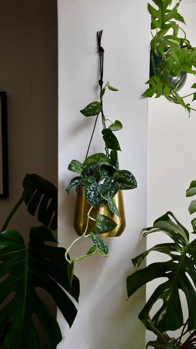 Scindapsus Pictus Argyraeus - Satin Pothos