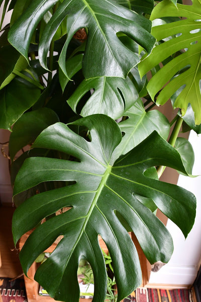 Monstera Deliciosa (Swiss cheese Plant, Bush Form Monstera)