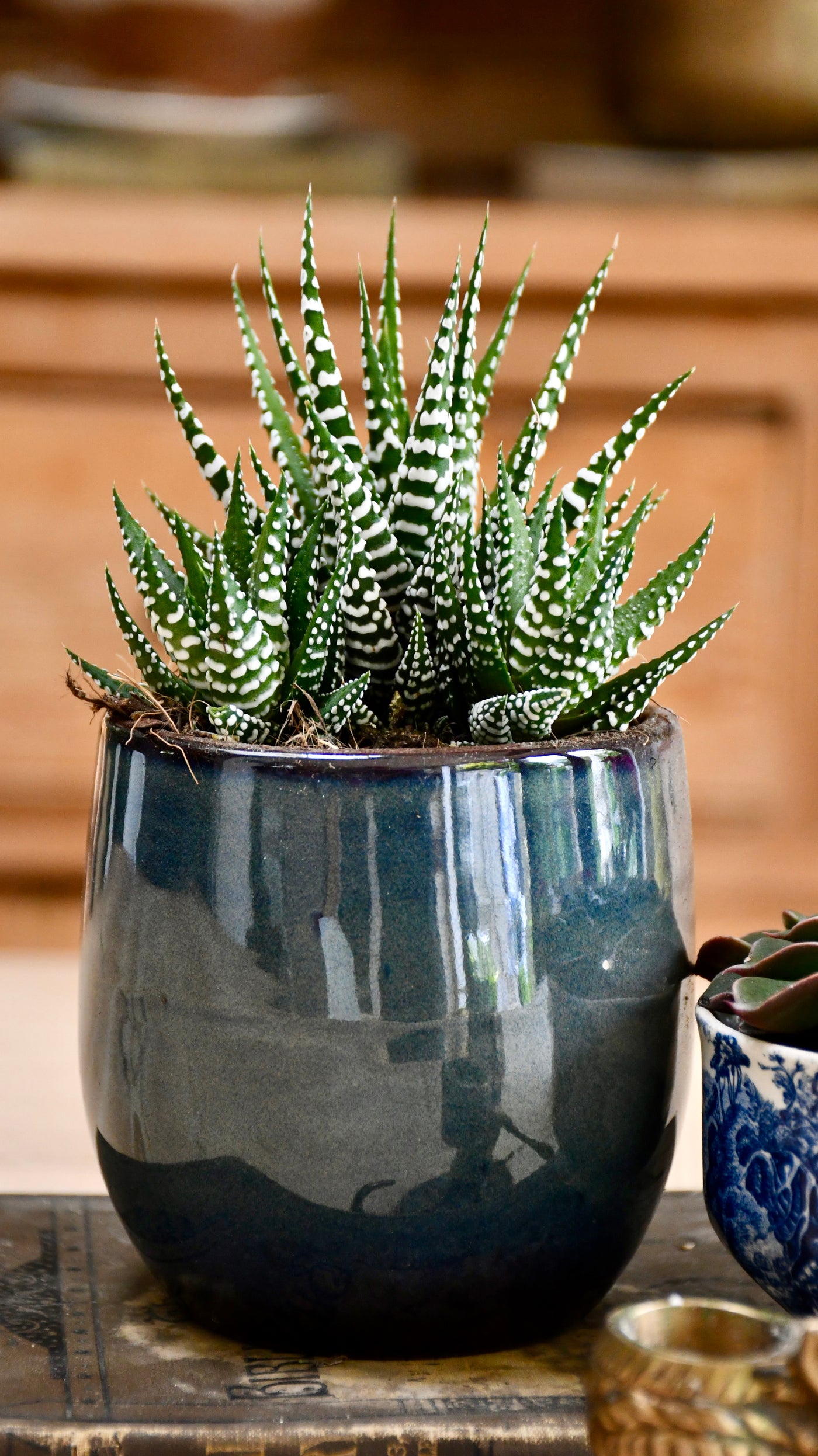 Haworthia Fasciata Big Band