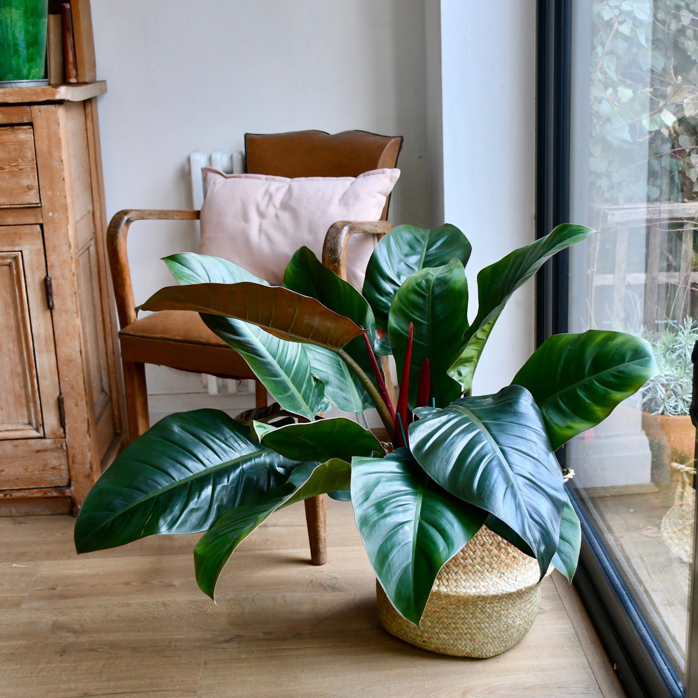 philodendron imperial red uk Philodendron Imperial Red | UK Delivery