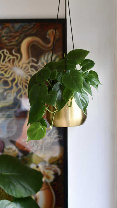 Philodendron Scandens and Atsu Brass hanging planter