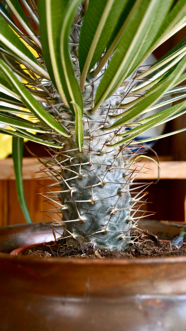 madagascar palm cats Pachypodium Lamerei | Madagascar Palm