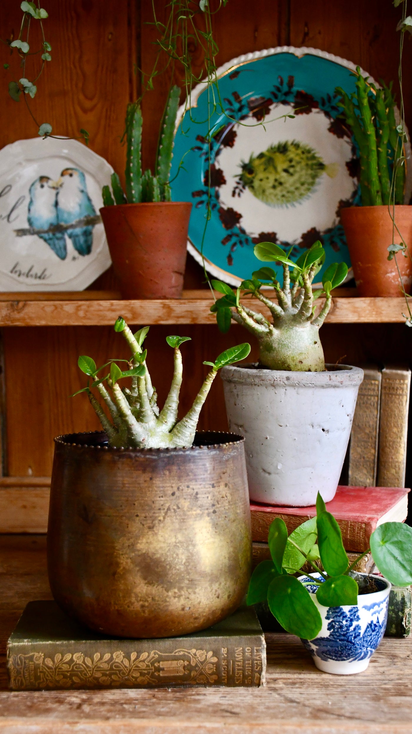 baobab succulent Small Adenium Baobab | UK Delivery