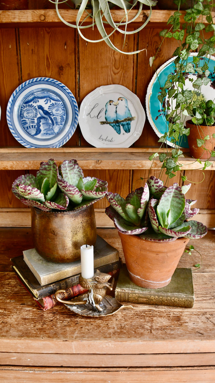 desert surprise succulent care Desert Surprise | Kalanchoe Humilis