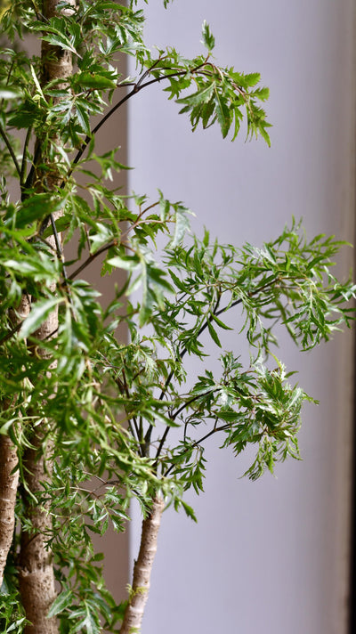 Polyscias Ming or Aralia Ming