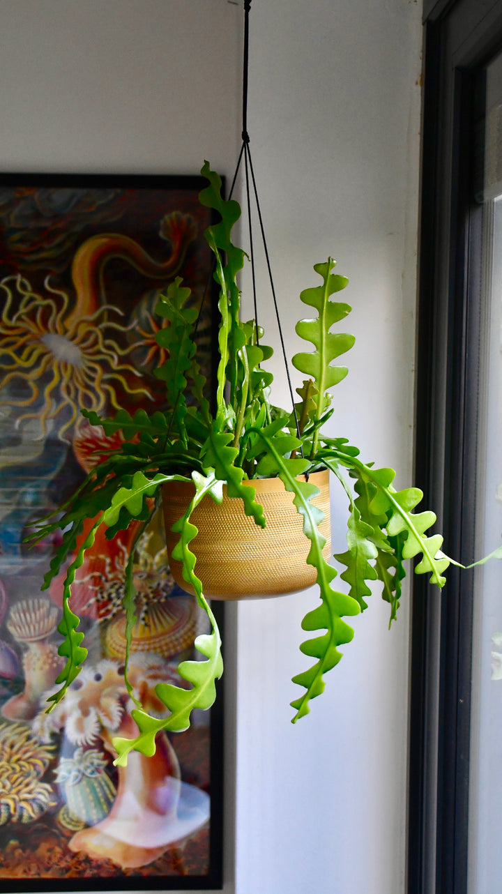 Epiphyllum Anguliger | Fishbone Cactus Indoor Plant Delivered